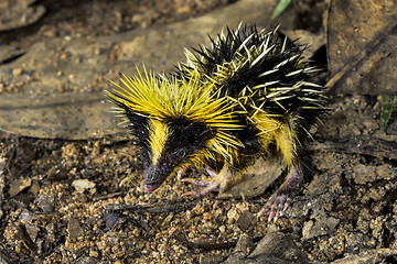 Image showing lowland streaked tenrec , andasibe