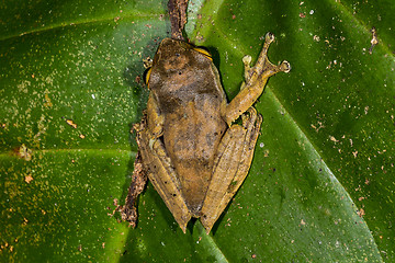 Image showing boophis madagascariensis, ranomafana