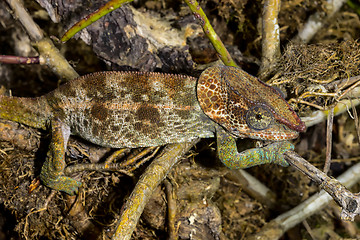 Image showing short-horned chameleon, marozevo