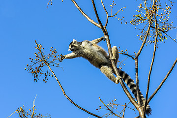 Image showing ring-tailed lemur, lemur catta, anja