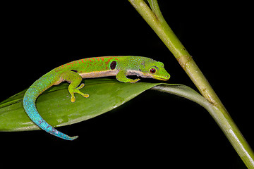 Image showing peacock day gecko, phelsuma quadriocellata