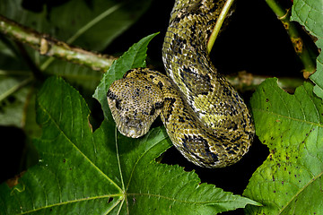 Image showing madagascar tree boa, ranomafana, madagascar