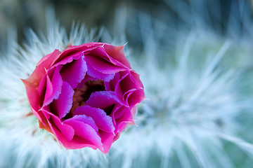 Image showing Cactus closed up