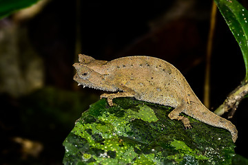 Image showing brown leaf chameleon, andasibe