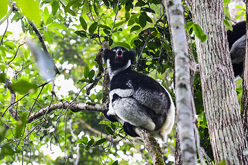 Image showing indri, andasibe