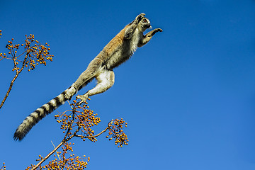 Image showing ring-tailed lemur, lemur catta, anja