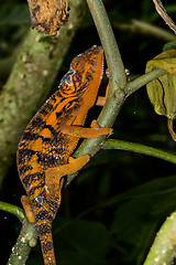 Image showing panther chameleon, marozevo