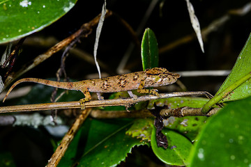 Image showing big-nosed chameleon, calumma nasutum, ranomafana