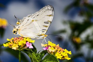 Image showing african map butterfly, ranomafana