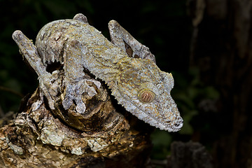 Image showing giant leaf-tail gecko, marozevo