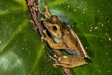 Image showing boophis madagascariensis, ranomafana