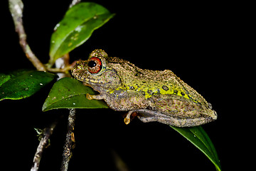 Image showing guibe\'s warty treefrog, andasibe