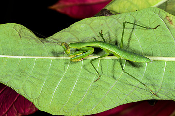 Image showing praying mantis, ranomafana