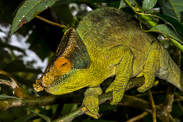Image showing parson’s chameleon, marozevo