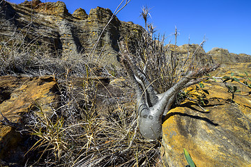 Image showing elephant’s-foot, isalo, madagascar