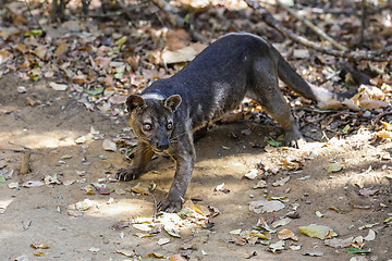 Image showing very angry fossa, kirindy