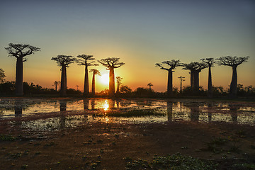 Image showing baobab avenue, menabe