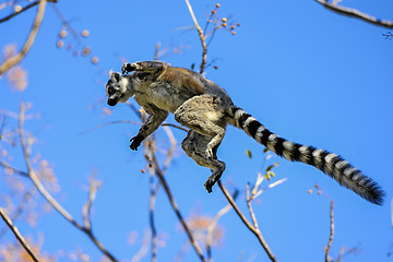 Image showing ring-tailed lemur, lemur catta, anja