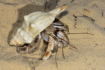 Image showing hermit crab, ifaty