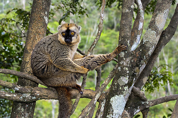 Image showing red-fronted brown lemur, lemur island, andasibe