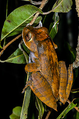 Image showing boophis madagascariensis, andasibe