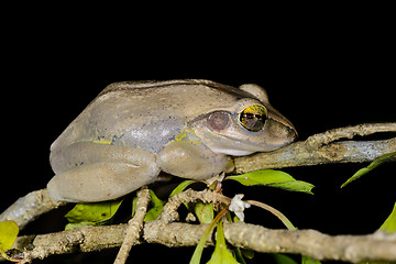 Image showing boophis doulioti, kirindy