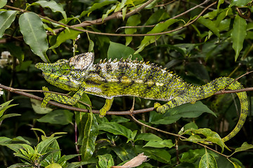 Image showing antimena chameleon, marozevo