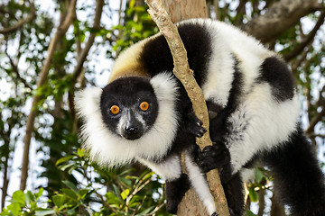 Image showing black-and-white ruffed lemur, lemur island, andasibe