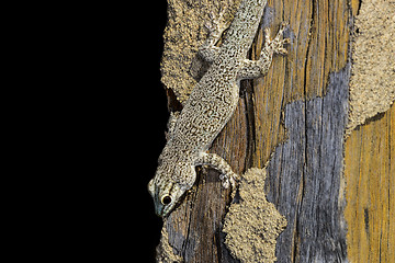 Image showing thicktail day gecko, isalo