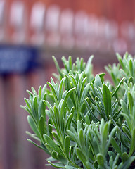 Image showing lavender plant growing in garden