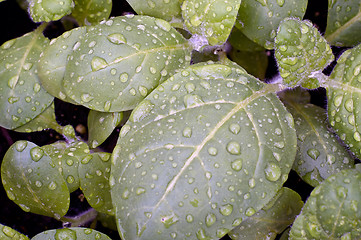 Image showing sacred hopi tobacco after rain
