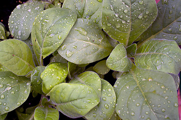 Image showing sacred jasmine aztec tobacco after rain