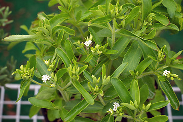 Image showing stevia plant in bloom