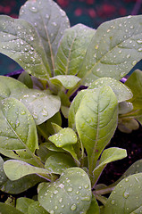 Image showing young jasmine aztec tobacco after rain