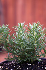 Image showing young rosemary plant in pot