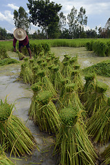 Image showing ASIA THAILAND ISAN AMNAT CHAROEN