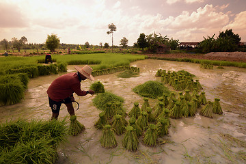 Image showing ASIA THAILAND ISAN AMNAT CHAROEN