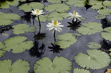 Image showing ASIA THAILAND MAE HONG SON 