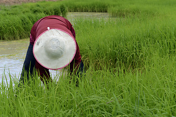 Image showing ASIA THAILAND ISAN AMNAT CHAROEN