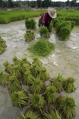 Image showing ASIA THAILAND ISAN AMNAT CHAROEN