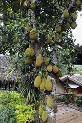 Image showing ASIA THAILAND MAE HONG SON 