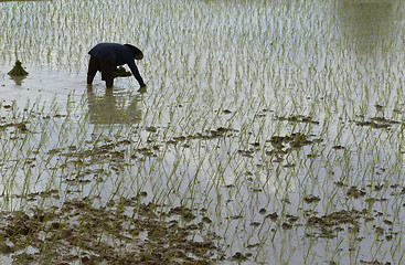 Image showing ASIA THAILAND ISAN AMNAT CHAROEN