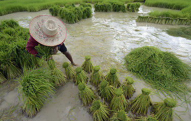 Image showing ASIA THAILAND ISAN AMNAT CHAROEN