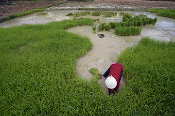 Image showing ASIA THAILAND ISAN AMNAT CHAROEN