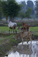 Image showing ASIA THAILAND ISAN AMNAT CHAROEN