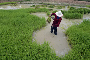 Image showing ASIA THAILAND ISAN AMNAT CHAROEN