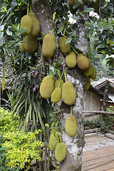 Image showing ASIA THAILAND MAE HONG SON 