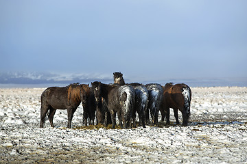 Image showing Herd of Icelandic horses after snow storm