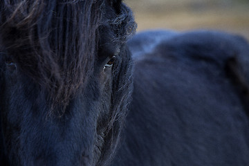 Image showing Closeup of a black Icelandic horse