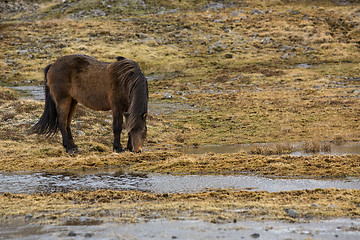 Image showing Wild Icelandic horse in spring